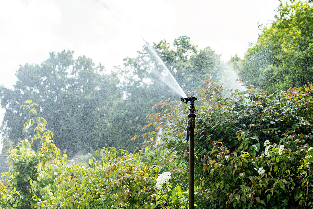 Plant watering