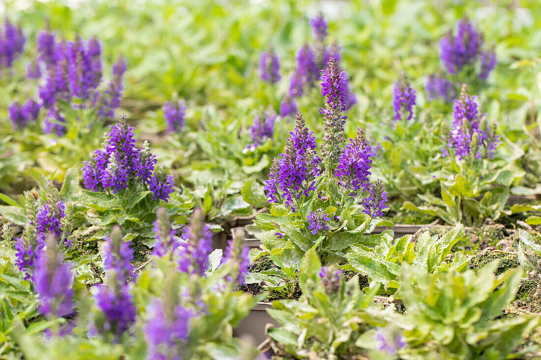 Salvia nemorosa 'Marcus'®