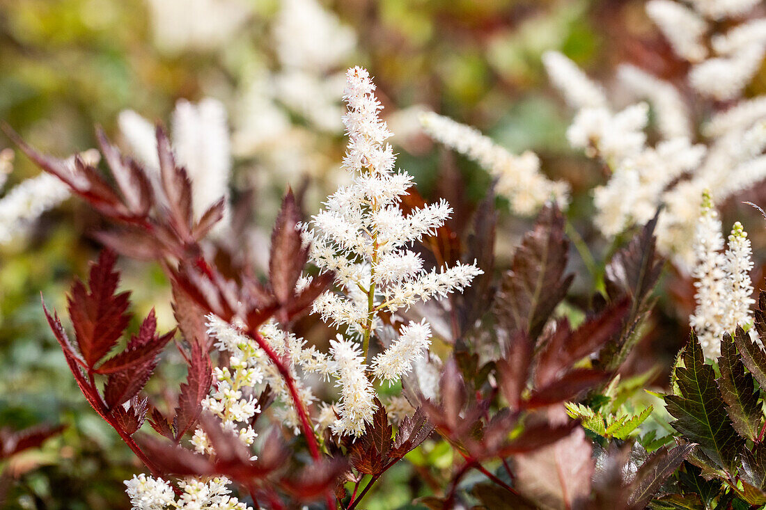 Astilbe x arendsii 'Irrlicht'