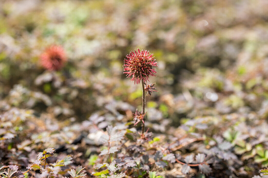 Acaena microphylla 'Kupferteppich'