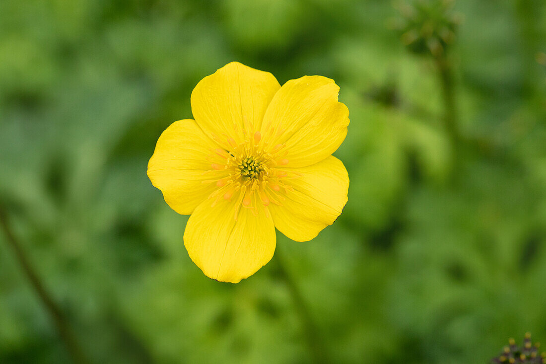 Trollius pumilus