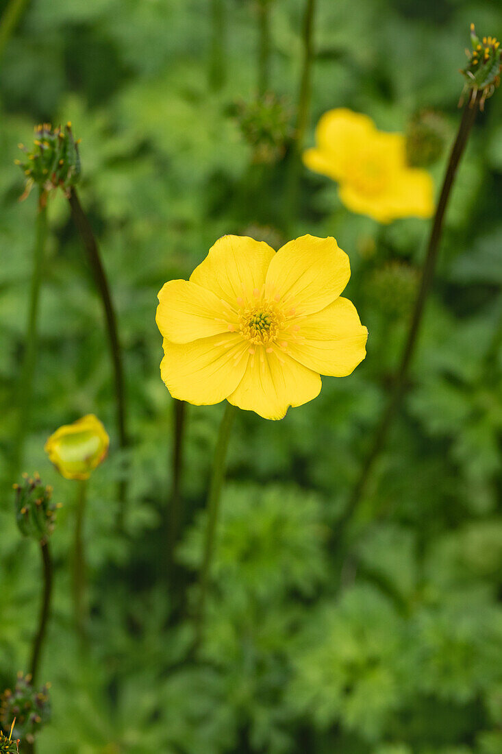 Trollius pumilus