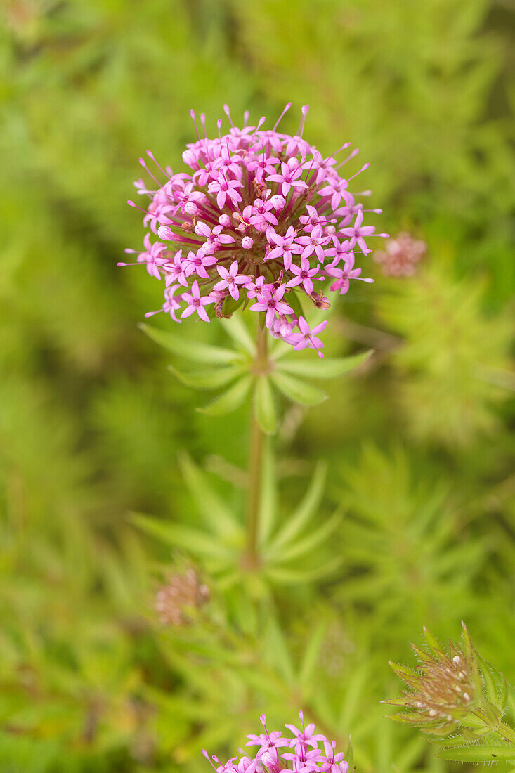 Phuopsis stylosa 'Purpurea'