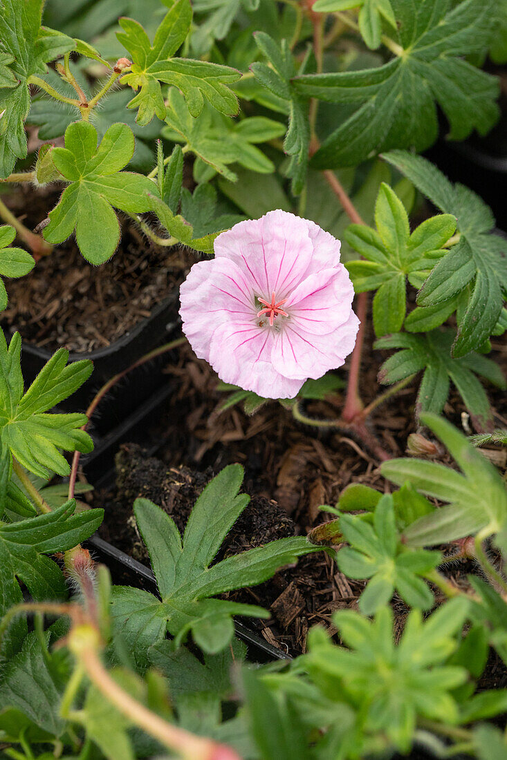 Geranium sanguineum var. striatum