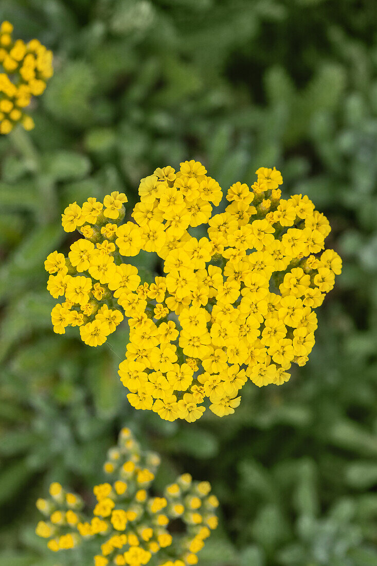 Achillea tomentosa