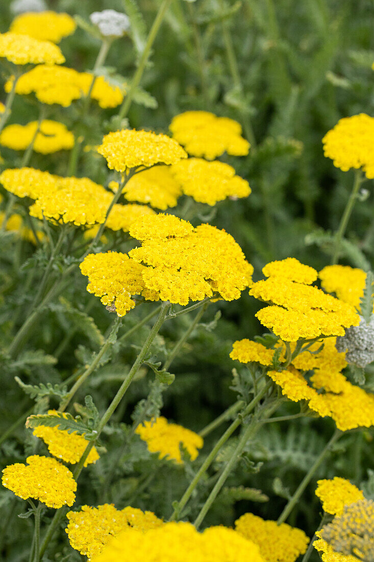 Achillea clypeolata 'Moonshine'