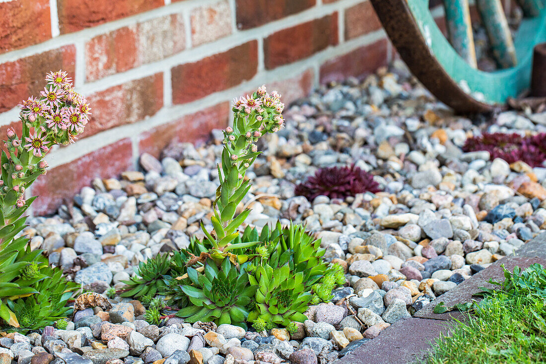 Sempervivum