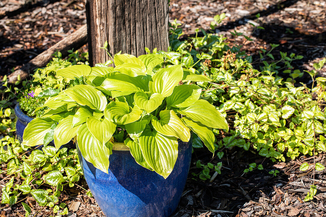 Hosta