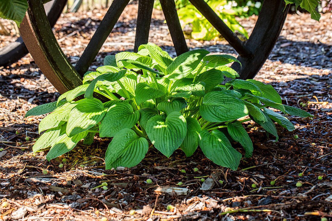 Hosta