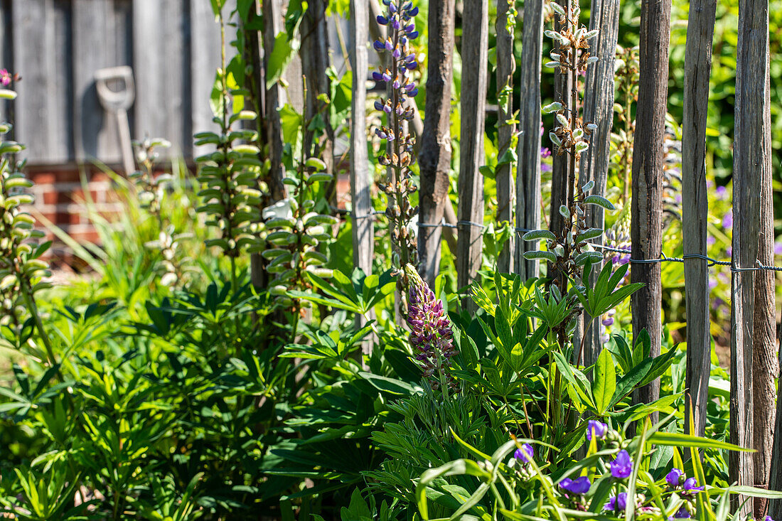 Lupines in ambience