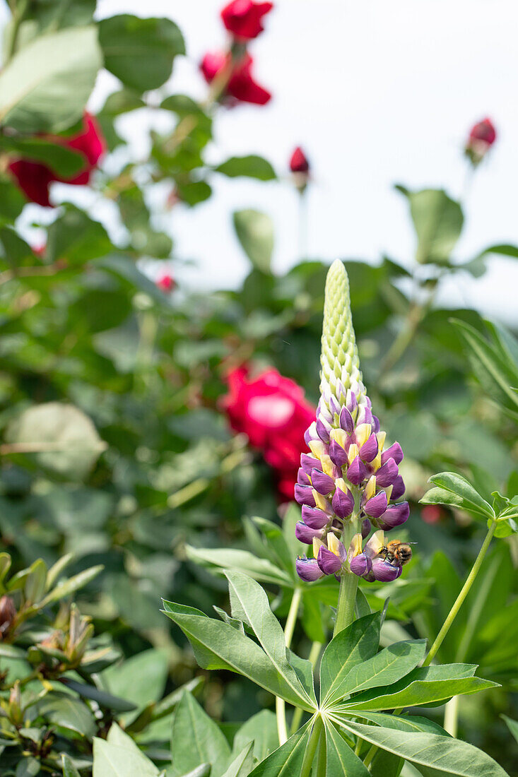 Lupinus polyphyllus, purple