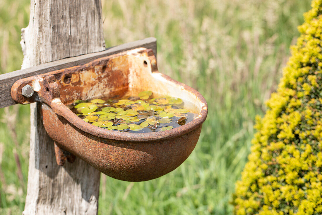 fancy garden decoration