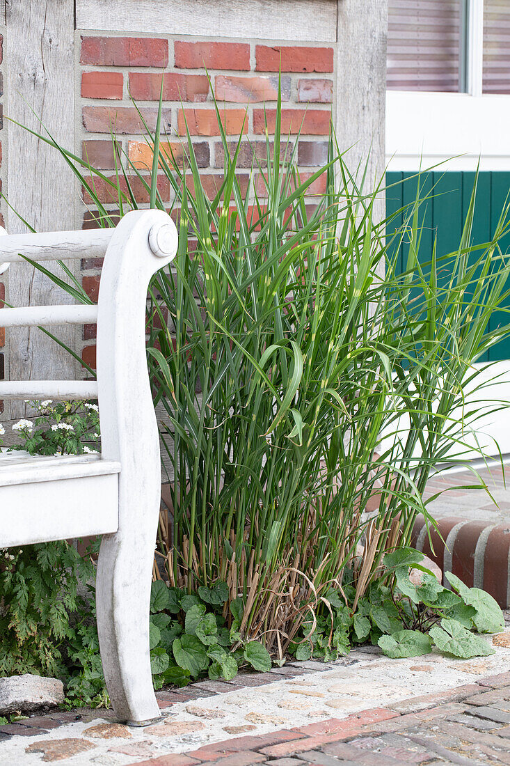 Miscanthus sinensis 'Little Zebra'®