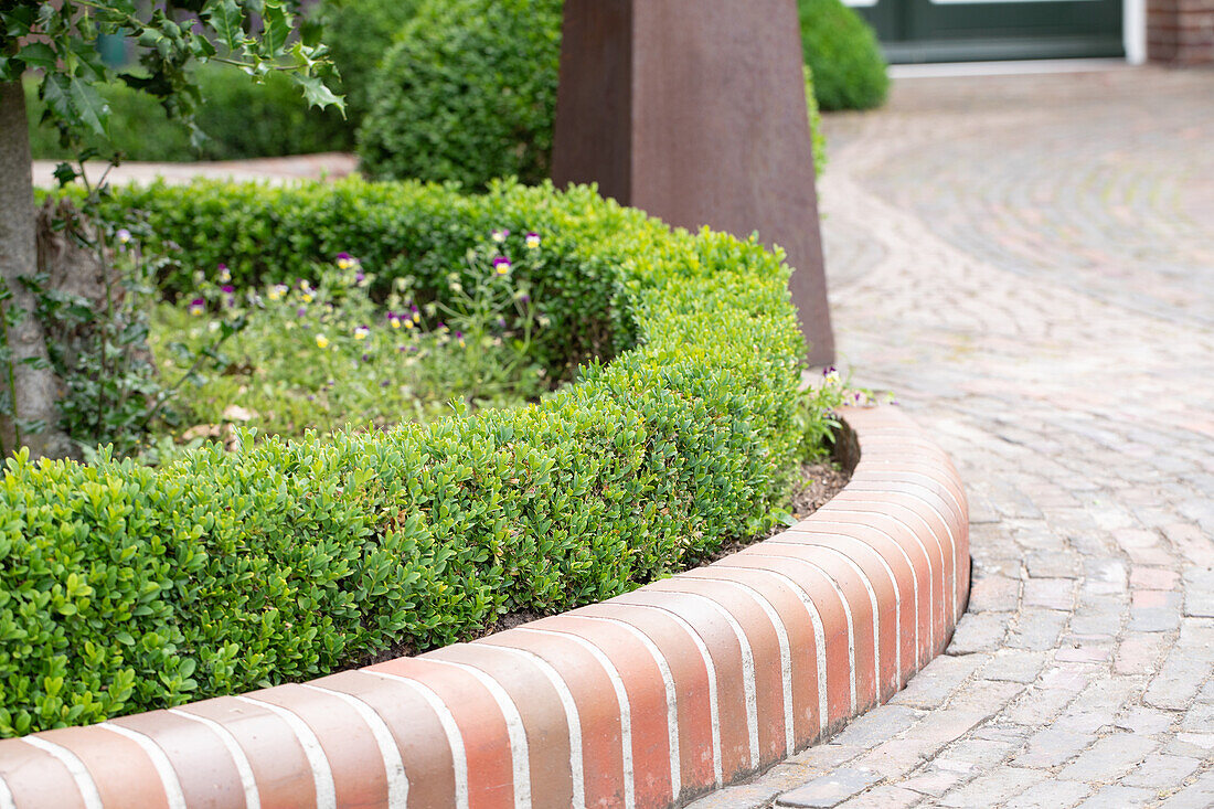 border with boxwoods