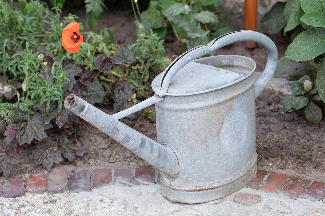 Gießkanne im Garten