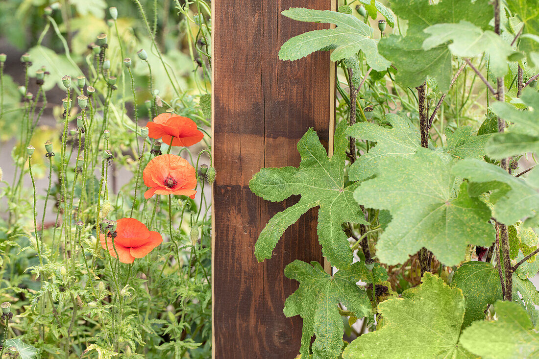 Poppies in the ambience