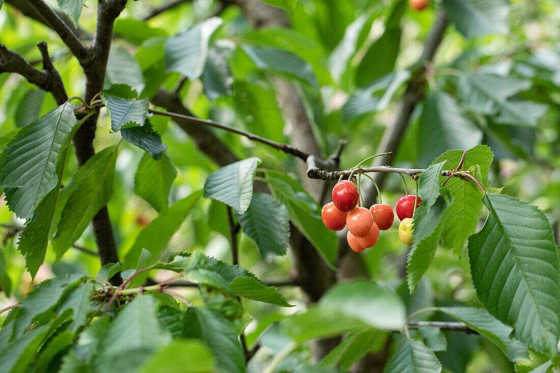 Prunus cerasus