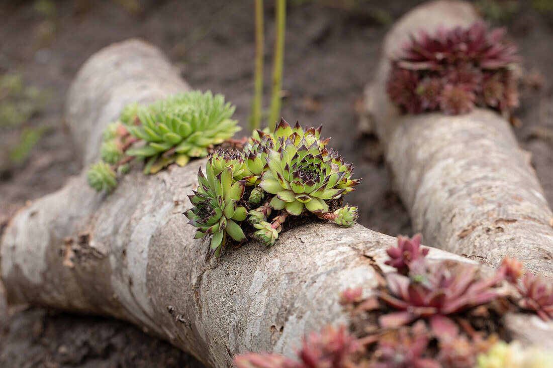 Sempervivum