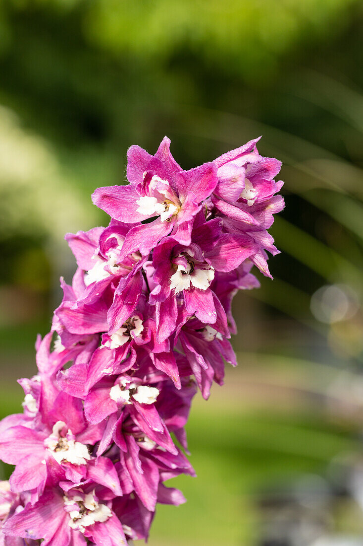 Delphinium 'Magic Fountains Lilac Pink White Bee'