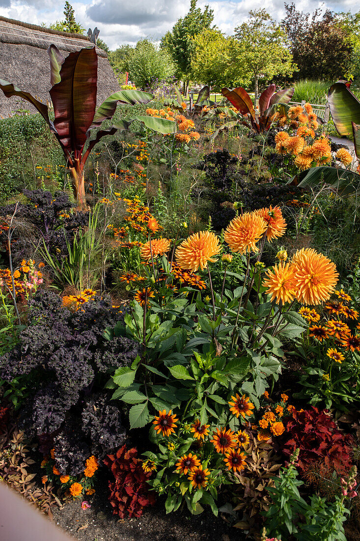 Bed with dahlias