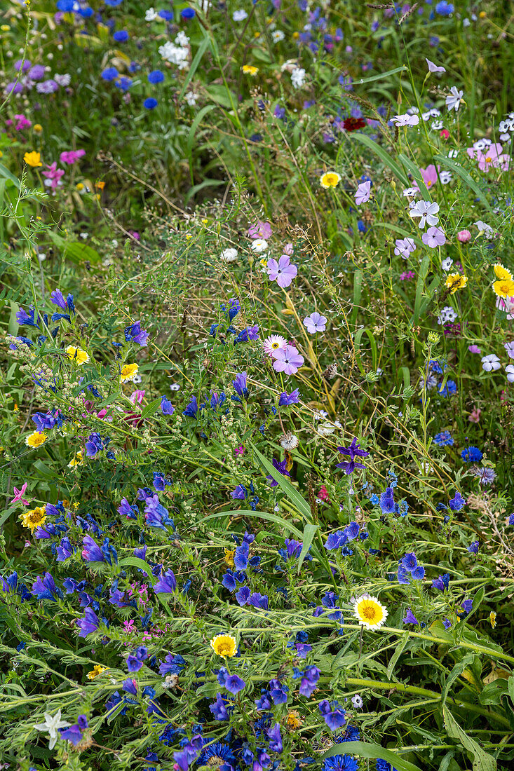 Wildflower meadow