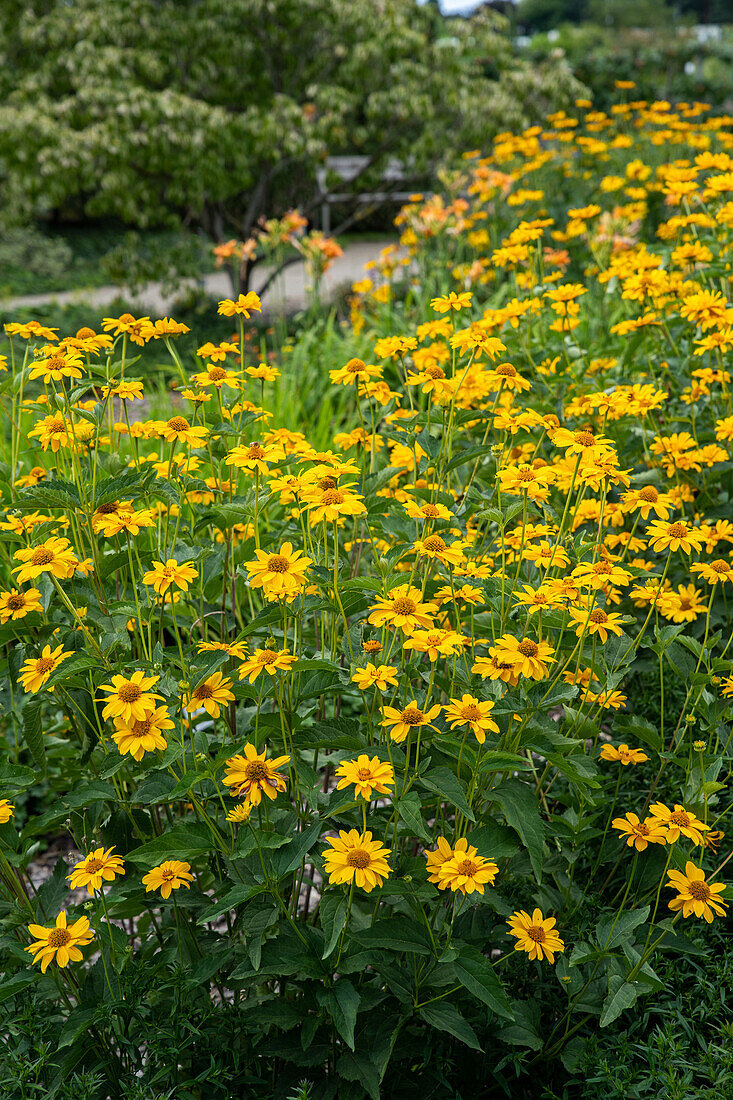 Helianthus decapetalus