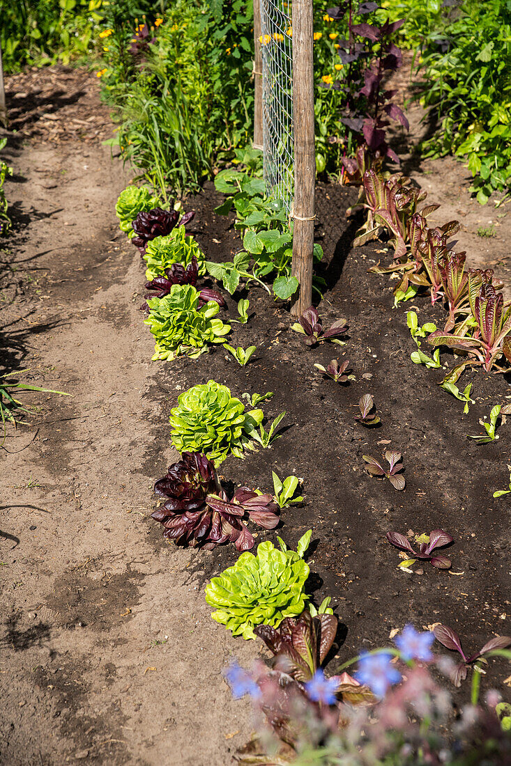 Lettuce bed