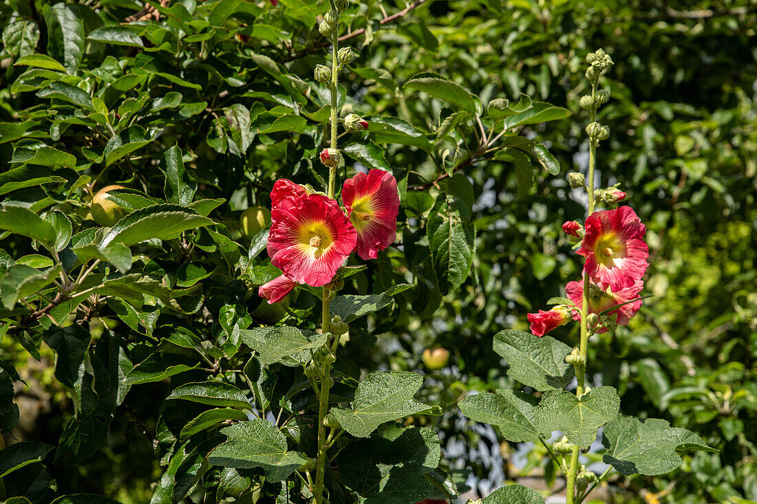 Alcea rosea, red