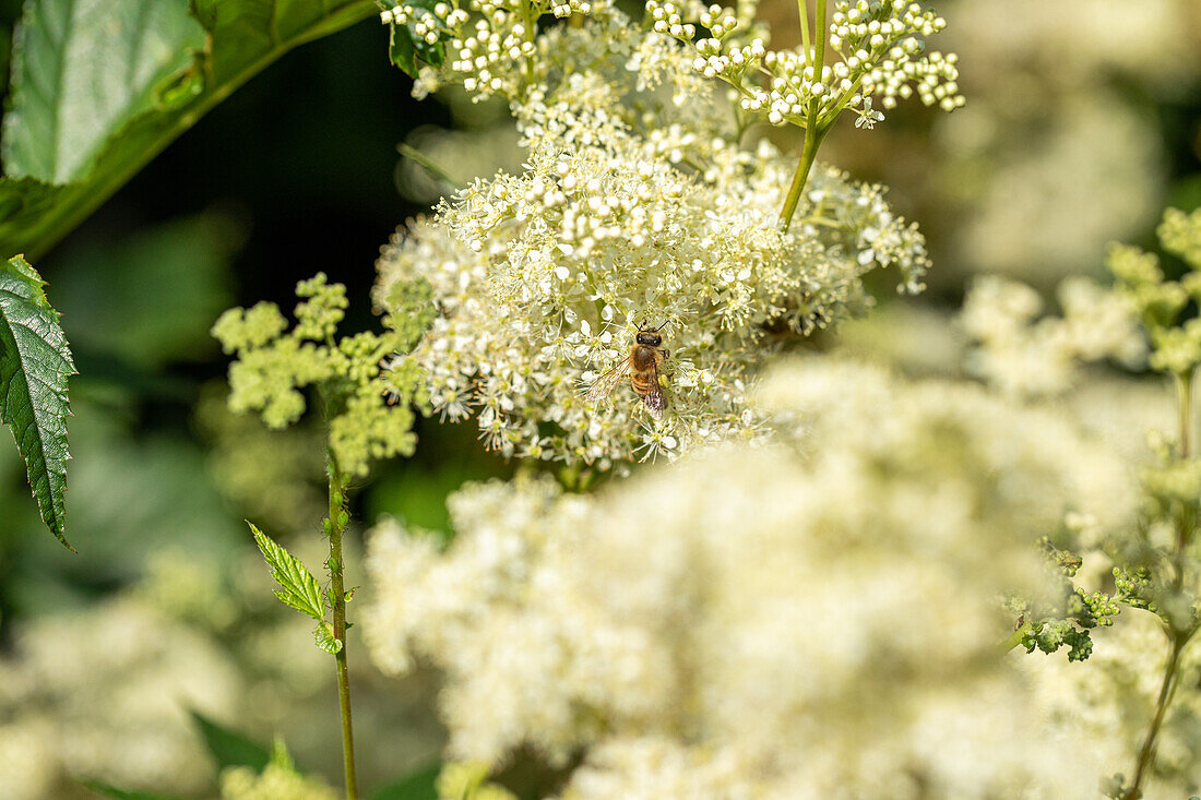 Filipendula ulmaria