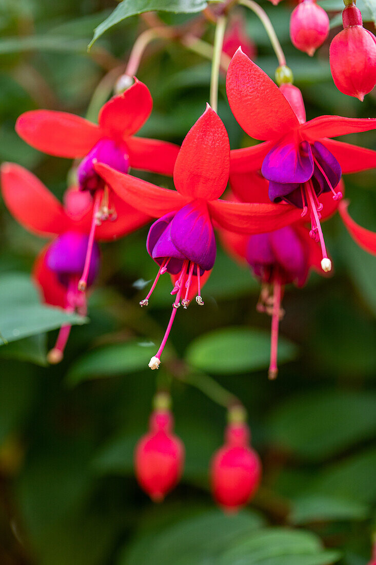 Fuchsia, red-purple