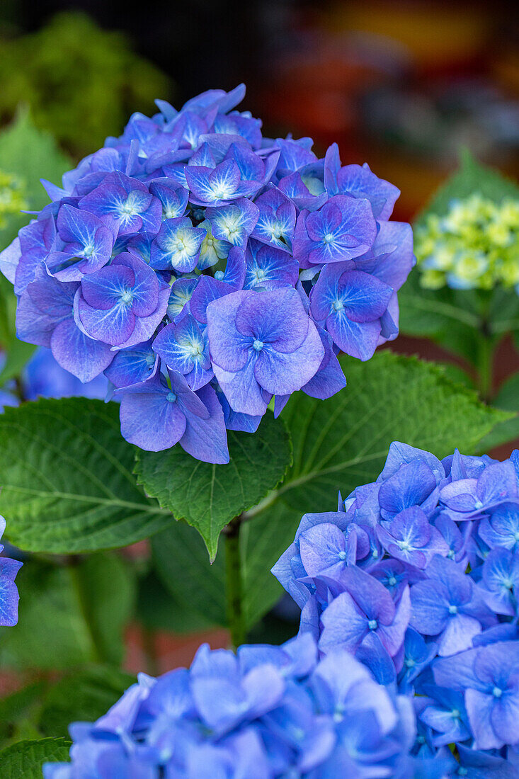 Hydrangea macrophylla, blau