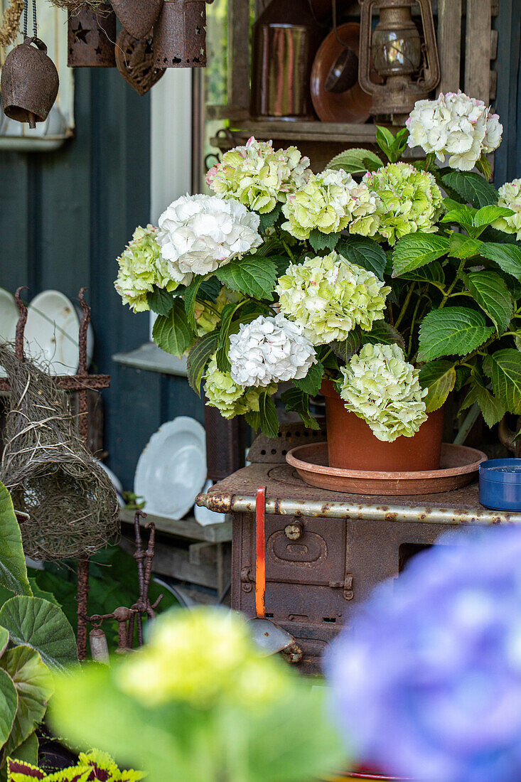 Hydrangea macrophylla, weiß