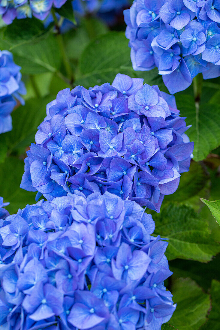 Hydrangea macrophylla, blau