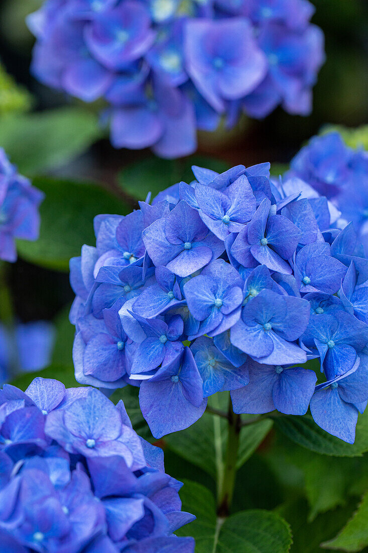 Hydrangea macrophylla, blau