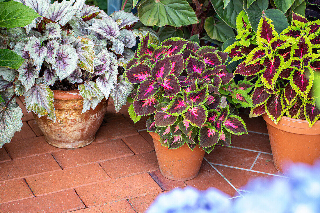 Ornamental foliage plants