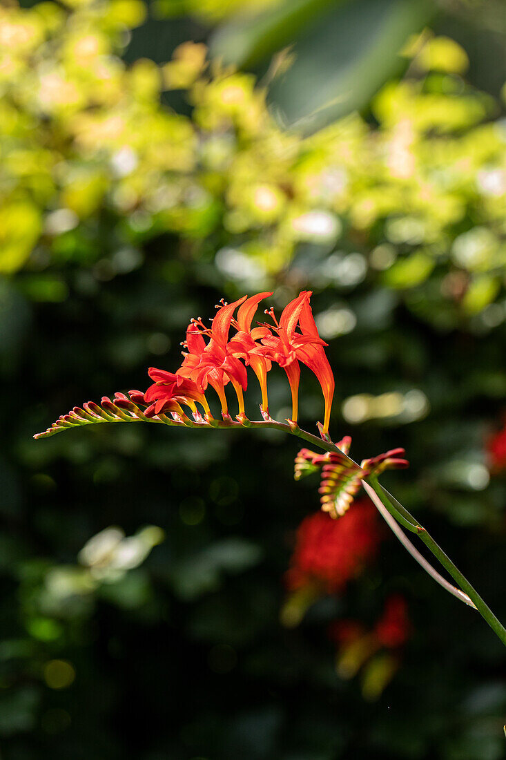 Crocosmia x crocosmiiflora, rot