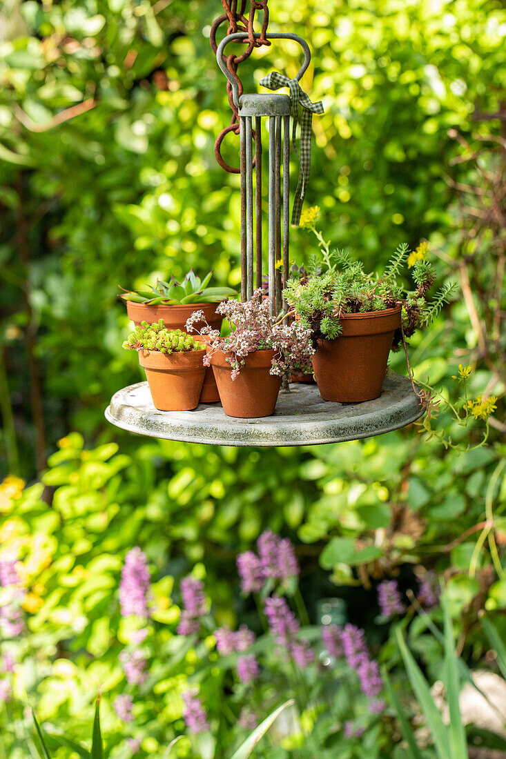 Potted succulent plantings