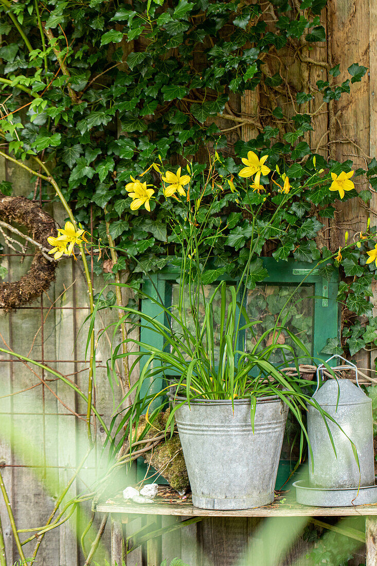 Hemerocallis citrina