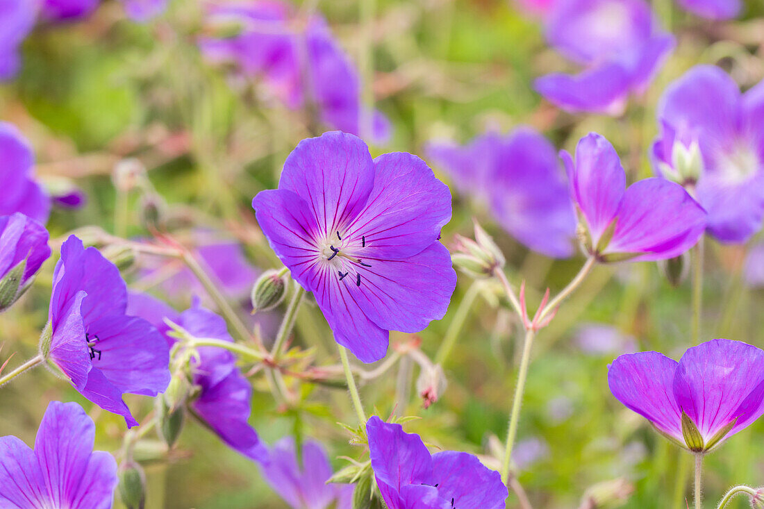 Geranium pratense 'Orion'