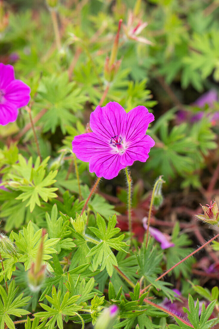 Geranium sanguineum 'Tiny Monster'