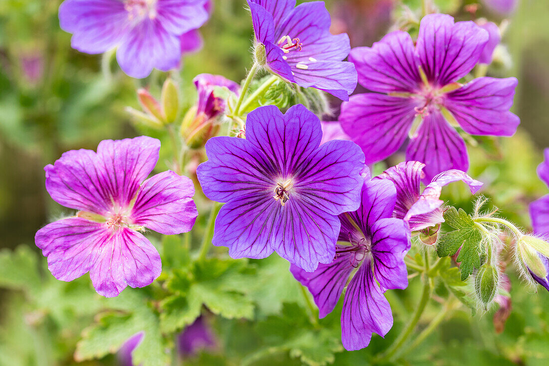 Geranium x magnificum 'Rosemoor'