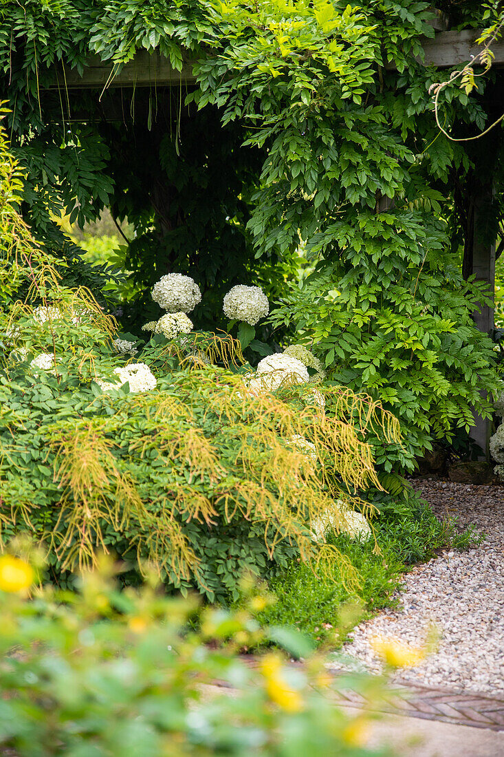 pergola in the garden