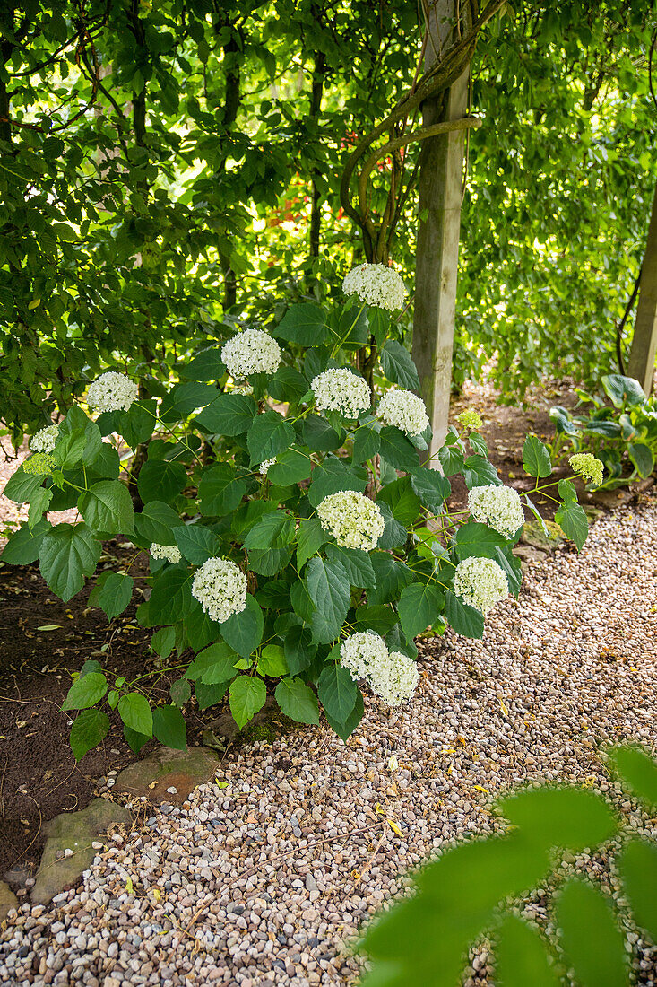 Hydrangea arborescens