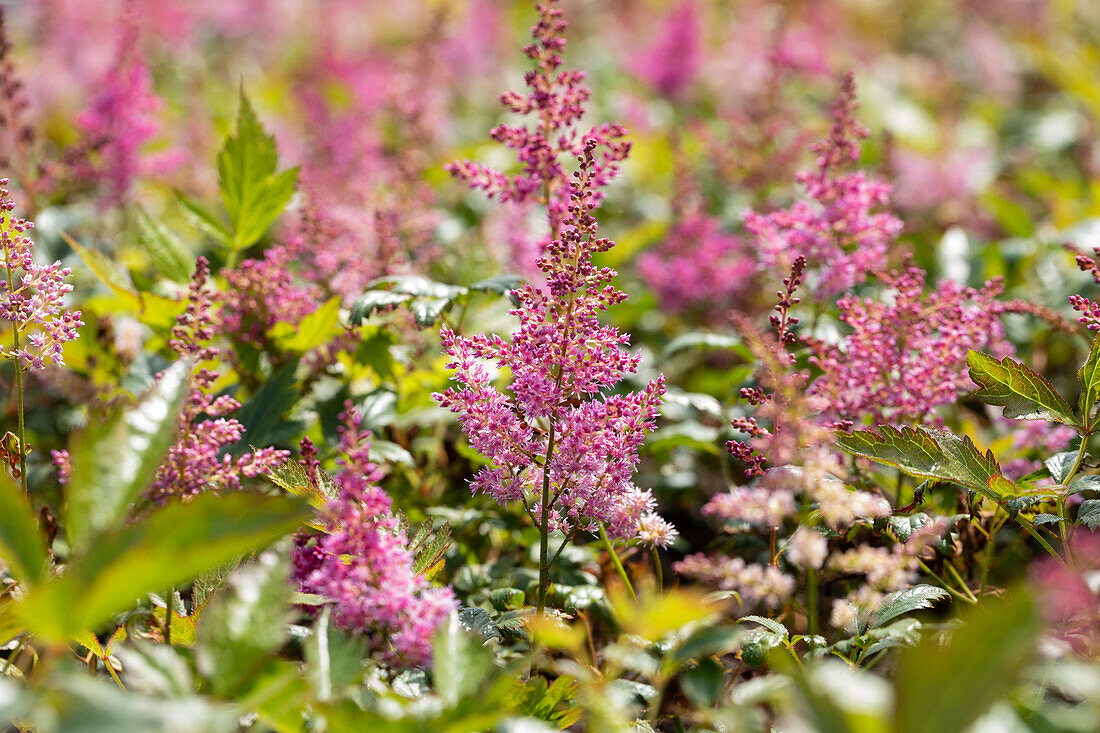 Astilbe japonica 'Mainz'