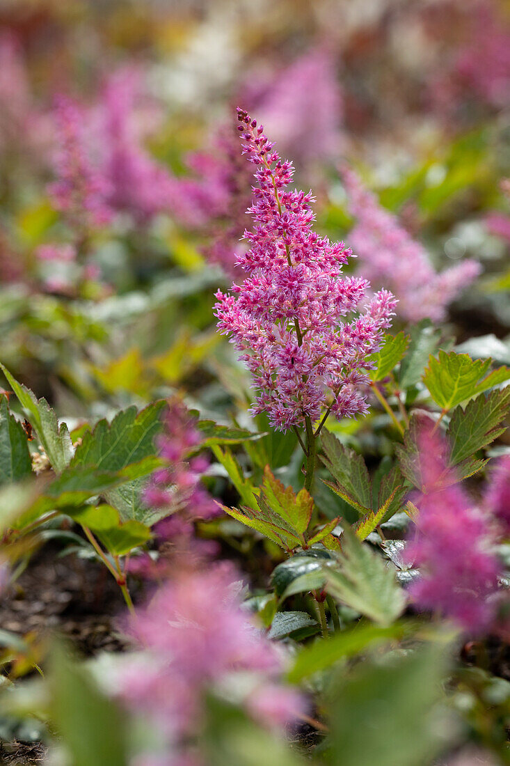 Astilbe japonica 'Mainz'