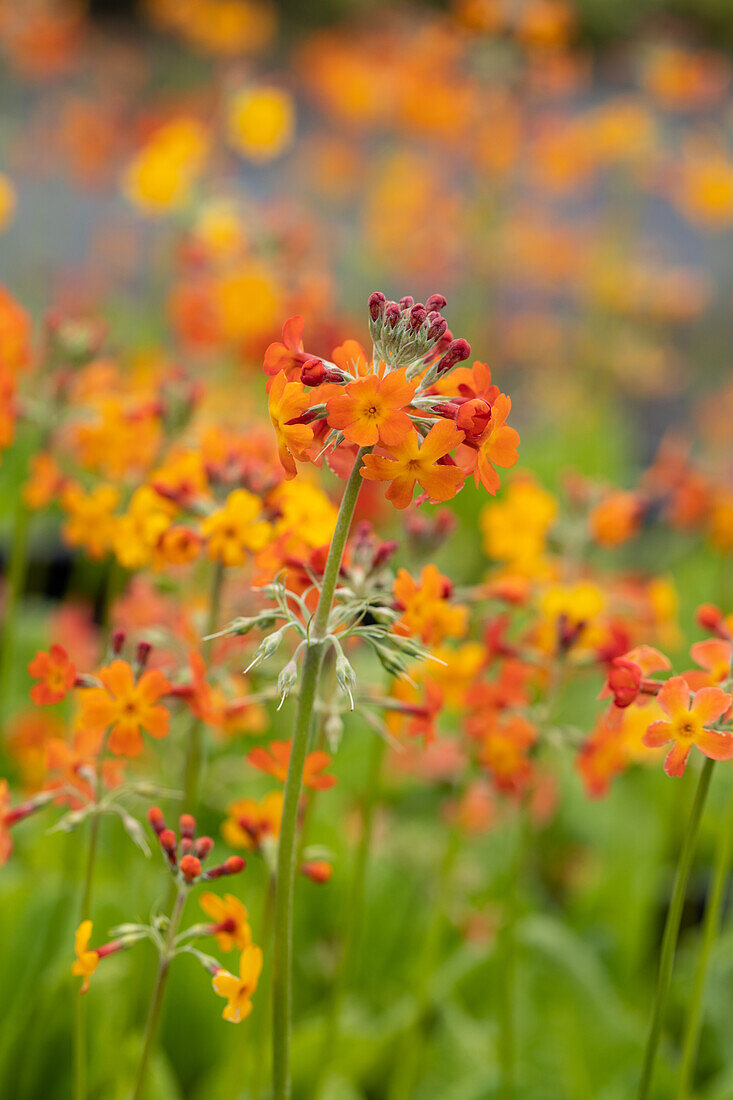 Primula x bullesiana, orange