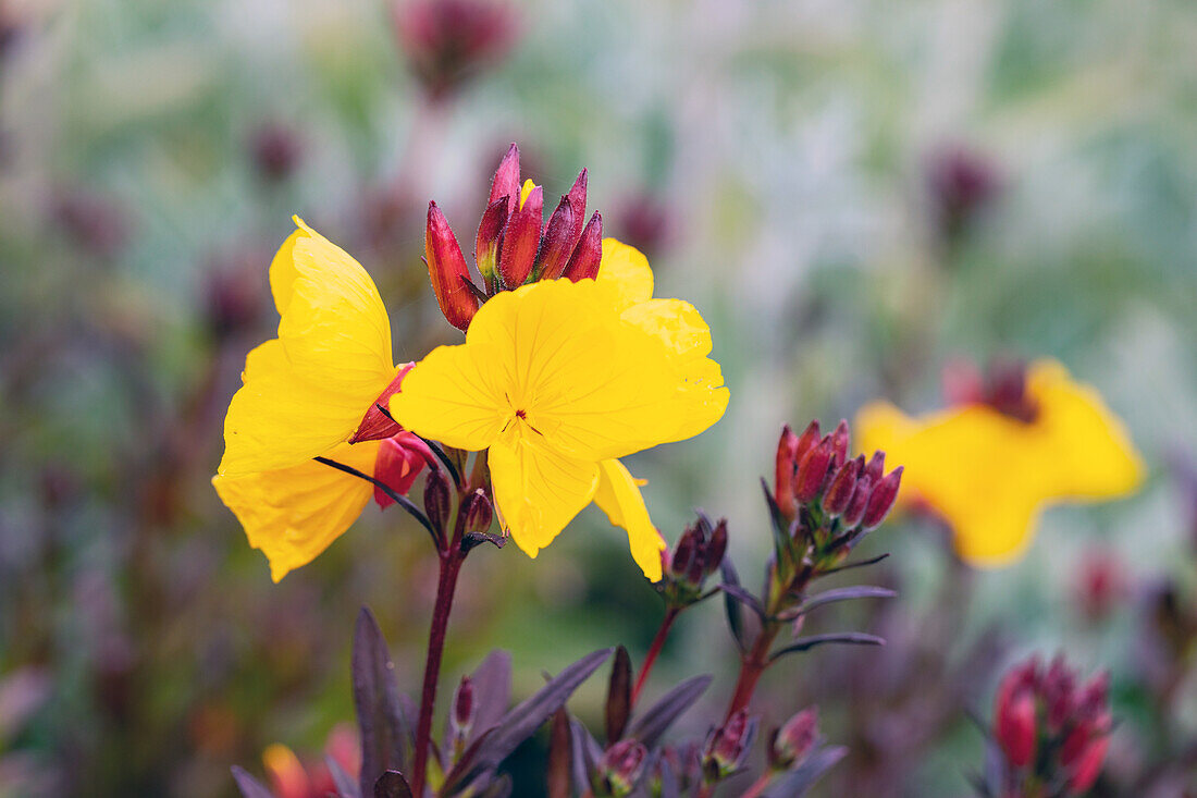 Oenothera fruticosa 'Fyrverkeri'