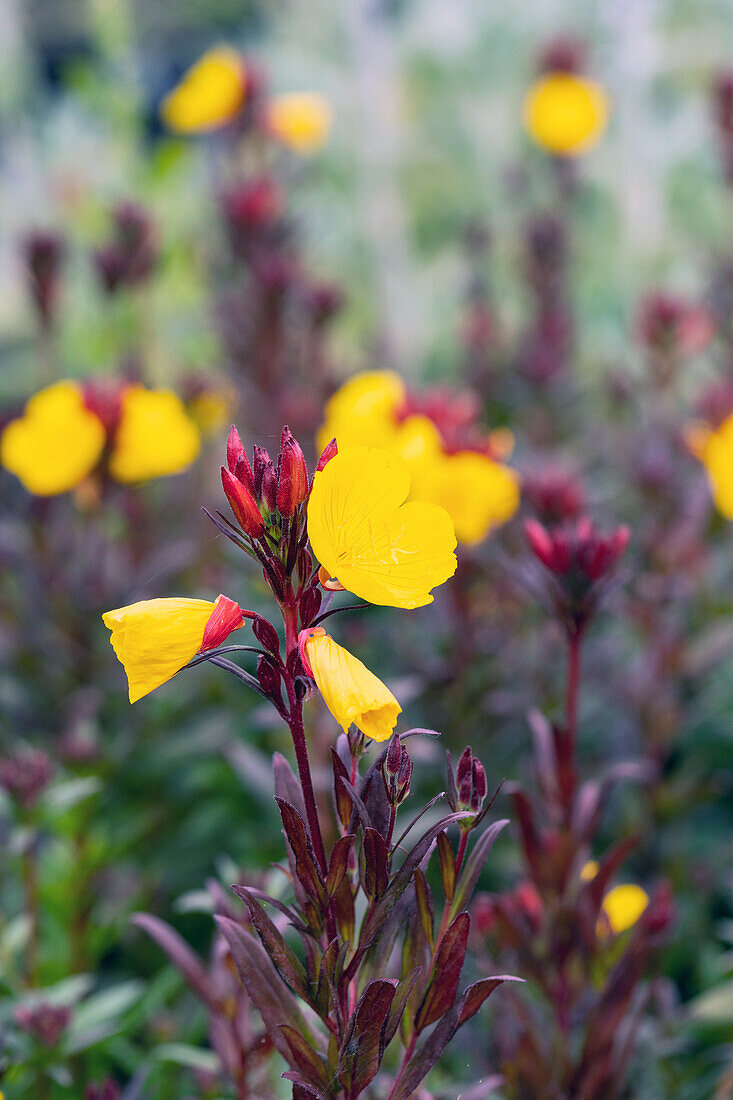 Oenothera fruticosa 'Fyrverkeri'