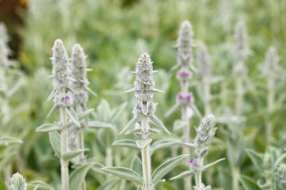 Stachys byzantina 'Big Ears'