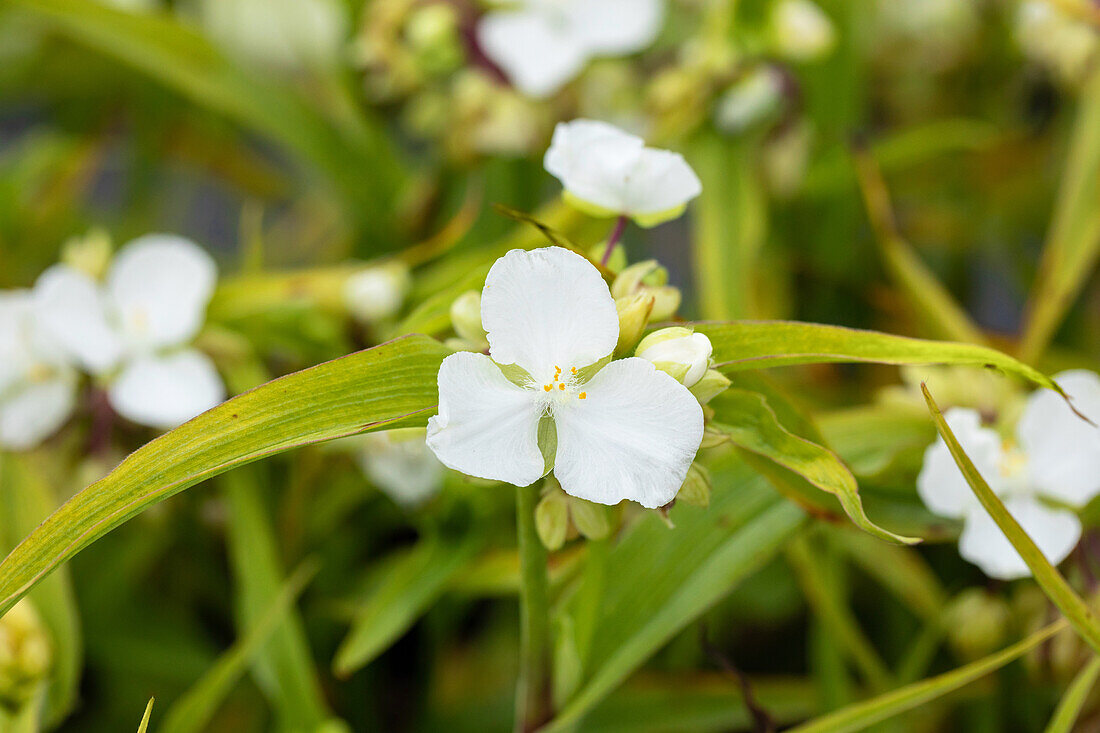 Tradescantia andersoniana 'Innocence'